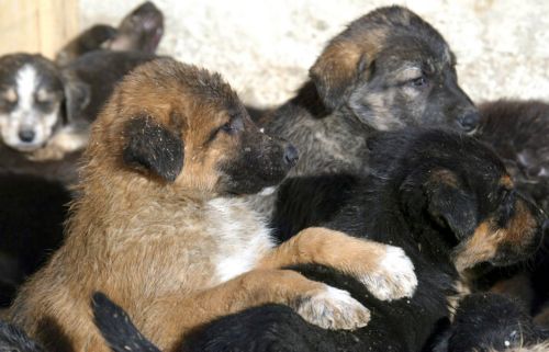 Διαμαρτυρία το βράδυ του Σαββάτου για τις φόλες που σκοτώνουν τα αδέσποτα