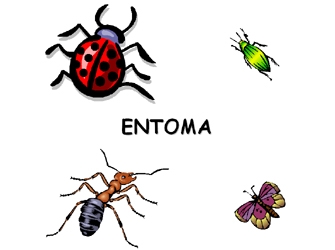 Ο Μικρόκοσμος των Εντόμων