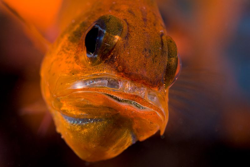 Βραδιά βιβλίου και Έκθεση Υποβρύχιας Φωτογραφίας του Γιάννη Ίσσαρη, στο Ίδρυμα Ευγενίδου
