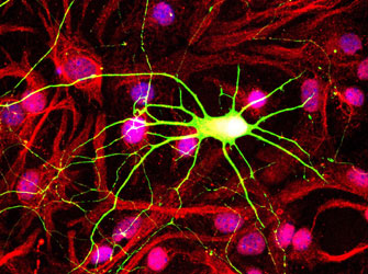 Μεταμορφώσεις: Ματιές στο κύτταρο της ύπαρξης