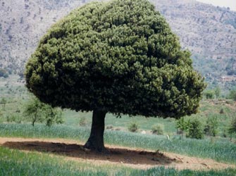 «Τα Δάση της Ελλάδας» στο Ίδρυμα Ευγενίδου