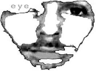 Eco I Narcis  στο «Λουκούμι»