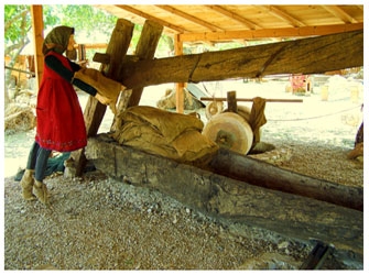 Μαζεύουμε  ελιές  και …βγάζουμε  λάδι!