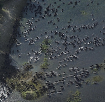 Planet Earth στις 22.00 στην τηλεόραση του ΣΚΑΪ