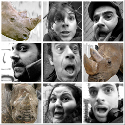 Τελευταίες παραστάσεις για τον «Ρινόκερο»