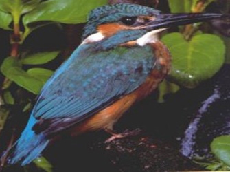 Φωτόσφαιρα: «Αλκυόνη: Οι ειδικές ανάγκες των πουλιών» στην ΕΤ1