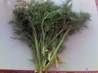 Kitchen gardening ή αλλιώς ένας λαχανόκηπος στο μπαλκόνι μας!