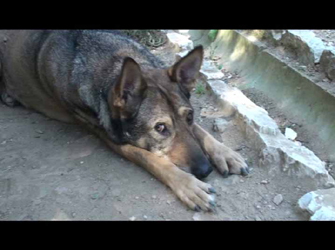 Συνέντευξη με την Αννα Ριζοπούλου (εθελόντρια) αδέσποτων ζώων