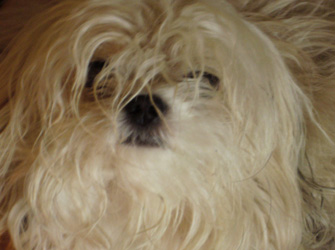 «Ευγονική Σκύλων» στον ΣΚΑΪ στις 22.30