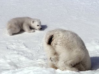 «Planet Earth» του BBC στο ΣΚΑΪ