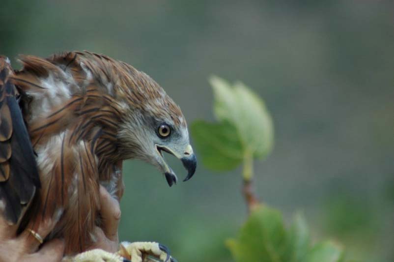 Απελευθέρωση άγριων πτηνών από το Σύλλογο «ΑΝΙΜΑ» στην Πάρνηθα