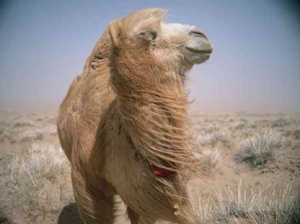 Η Ιστορία της Καμήλας που Δάκρυσε