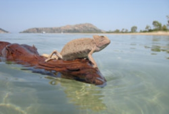 Χαμαιλέοντες: Οι τελευταίοι 300 (Doc on Air)