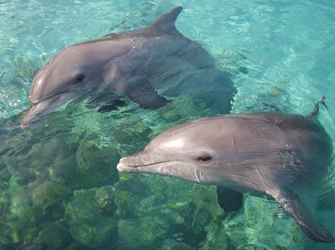 «Δελφίνια Διασώστες» στο ΣΚΑΪ