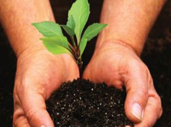 Δενδροφύτευση στη Σαλαμίνα