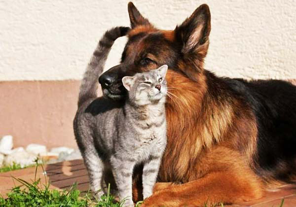 Βazaar και εκδηλώσεις για την Παγκόσμια Ημέρα των Ζώων