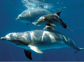 Δελφίνια στο Κέντρο της Αθήνας