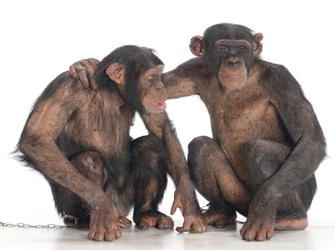 «Τo σεξ ως μηχανισμός επιβίωσης οργανισμών», στο “Evolve”