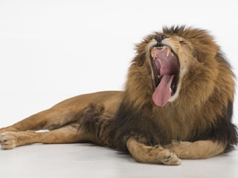 «Evolve» «CSI New York» και «Gangland» στον ΣΚΑΪ