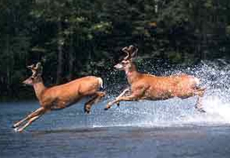 «Η ανατροφή του μικρού ζώου» στις 20.30 στην ΕΤ3