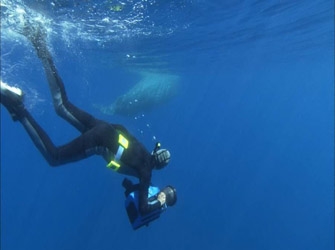 Άγρια Ινδονησία και Κυρίαρχοι των Θαλασσών