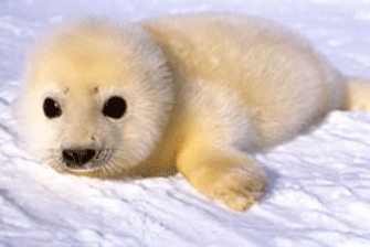 Μωρά της Φύσης – Γεννημένα άγρια, στις 19.45 στην ΕΤ3