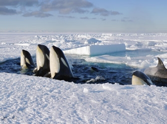 Frozen Planet: Εκεί που ο χρόνος παγώνει – πρεμιέρα 2/3 ΣΚΑΙ