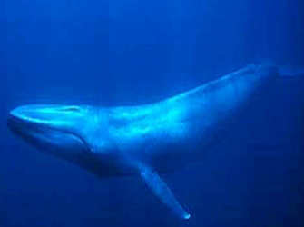 Ότι Θέλετε να Μάθετε για τη «Γαλάζια Φάλαινα» στην ΕΤ3