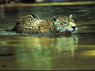 «Μονάχους-Μονάχους» και «Τζάγκουαρ – Κλέφτες ψυχών»