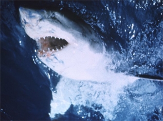 Cine Δεξαμενή: αφιέρωμα στο καλοκαίρι