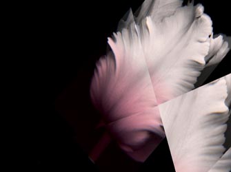 «American Beauty», η Καμεράτα με νέο «άρωμα»