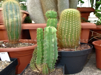 Κάκτοι και παχύφυτα: Μάθετε τα μυστικά τους!