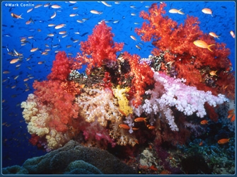 «Αφιέρωμα στα Κοράλλια, τους Υφάλους και τα Κοχύλια»