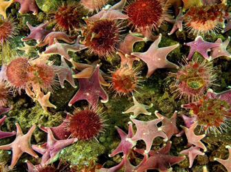 Τα «Πλάσματα του βυθού» στον ΣΚΑΪ