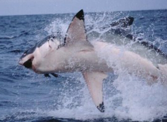 «Γκνου, οι τρομερές αγέλες» και «Στα δόντια του λευκού καρχαρία» στο «Party animals»