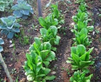 Καλλιεργώντας… τον λαχανόκηπό μας