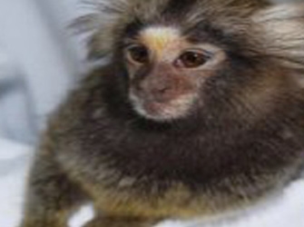 «Μαϊμούδες πυγμαίοι, στον Αμαζόνιο» στις 19.30 στην ΕΤ3