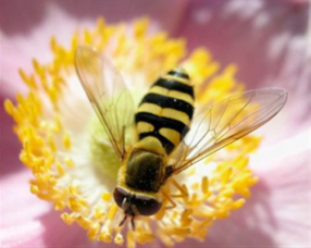Εκπαιδευτικό παιδικό πρόγραμμα με θέμα τις μέλισσες, από το Κέντρο Μελέτης Νεώτερης Κεραμεικής