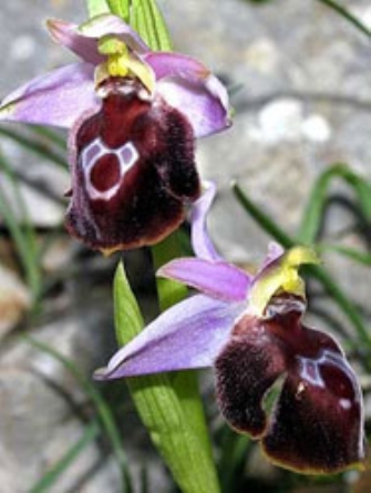 Μικρές Κυκλάδες