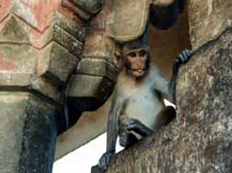 «Μακάκα» – Οι ιεροί πίθηκοι στην ΕΤ3