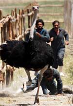 Και τα Σπουργίτια Τραγουδούν