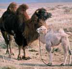 Ιστορία της Καμήλας που Δάκρυσε, Η