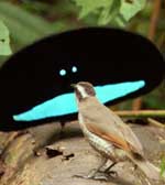 Πλανήτης Γη