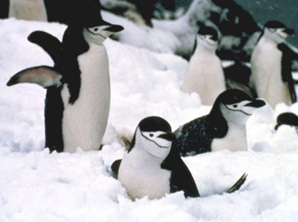 Ένας Πανέμορφος Άγνωστος Κόσμος, στην ΕΤ3