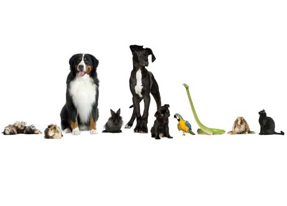 «Κατοικίδια Εν Δράσει»: Ένα μεγάλο φεστιβάλ-γιορτή για τα ζώα συντροφιάς