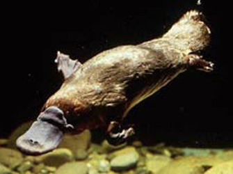 Πλατύποδας: το πιο περίεργο πλάσμα του κόσμου!