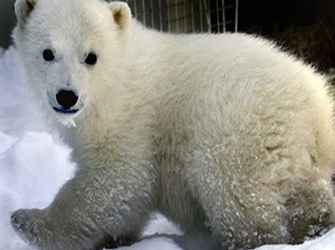 «Οι αυτοκράτορες του Βορρά – πολικές αρκούδες, Αρκτικός Ωκεανός» στις 19.30 στην ΕΤ3