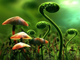 «Βότανα, μυστικά και θεραπείες», στο πρίσμα+