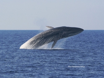 Θαλάσσια θηλαστικά, οι συγκάτοικοί μας στις ελληνικές θάλασσες