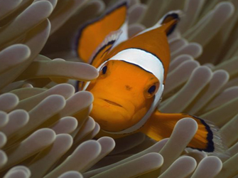 «Ψάρια» που πετούν, περπατούν ή κολυμπούν με 160 χιλιόμετρα την ώρα, στο «Life»